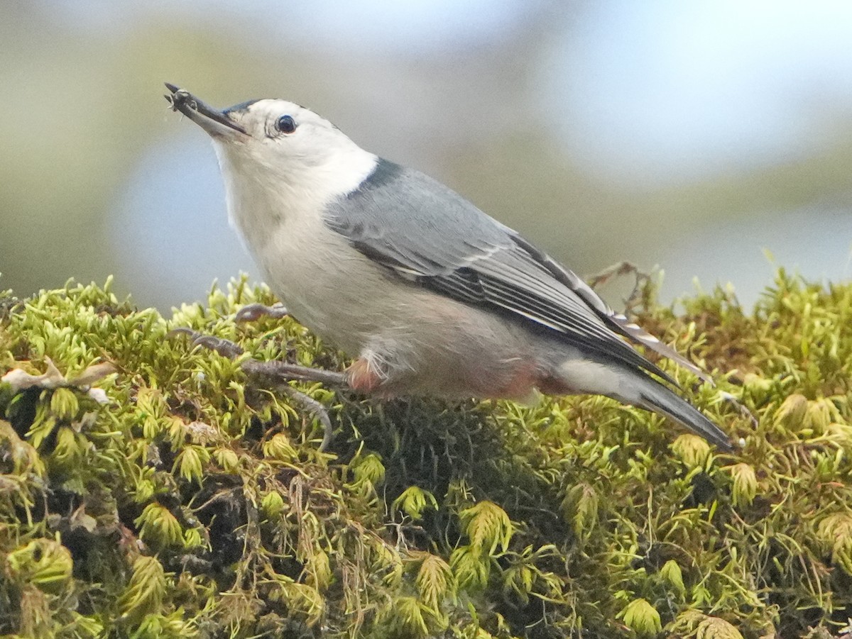 Sittelle à poitrine blanche - ML646761813