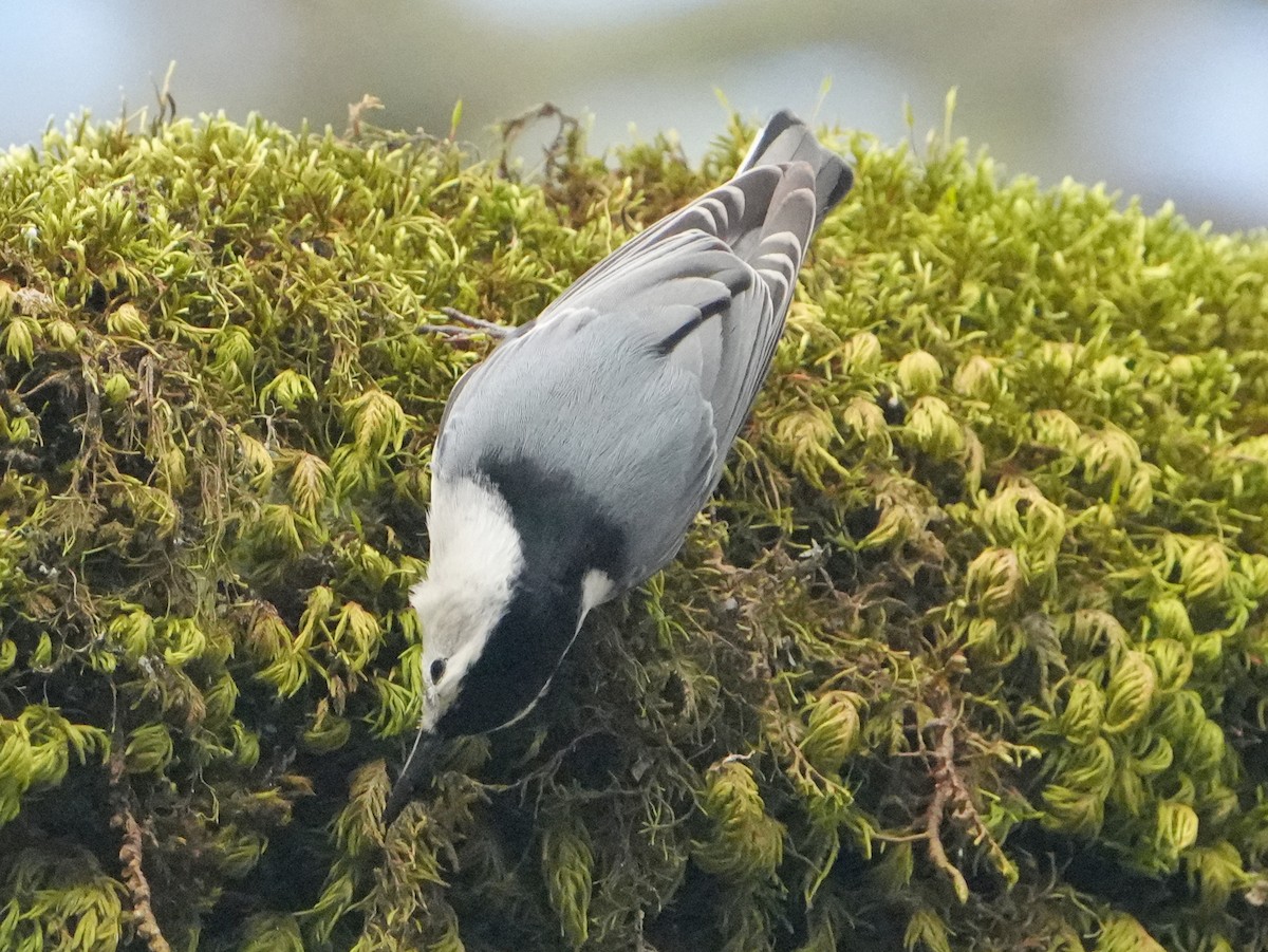 Sittelle à poitrine blanche - ML646761814