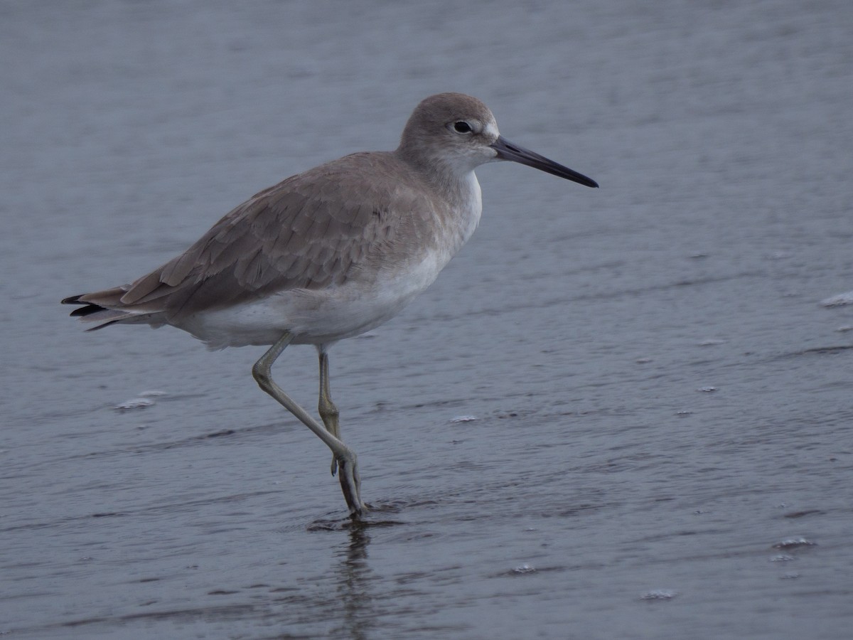 ハジロオオシギ - ML646761817