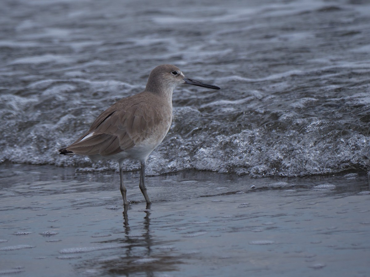 ハジロオオシギ - ML646761818