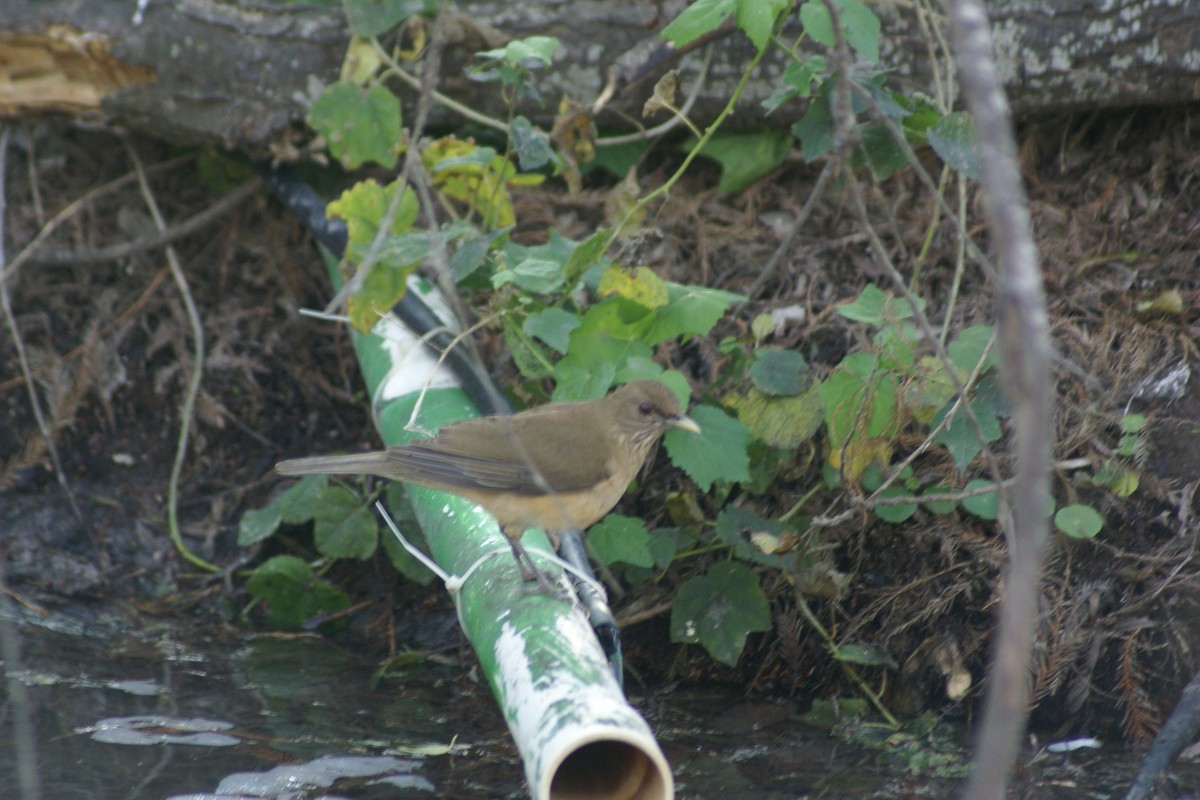 Clay-colored Thrush - ML646761819