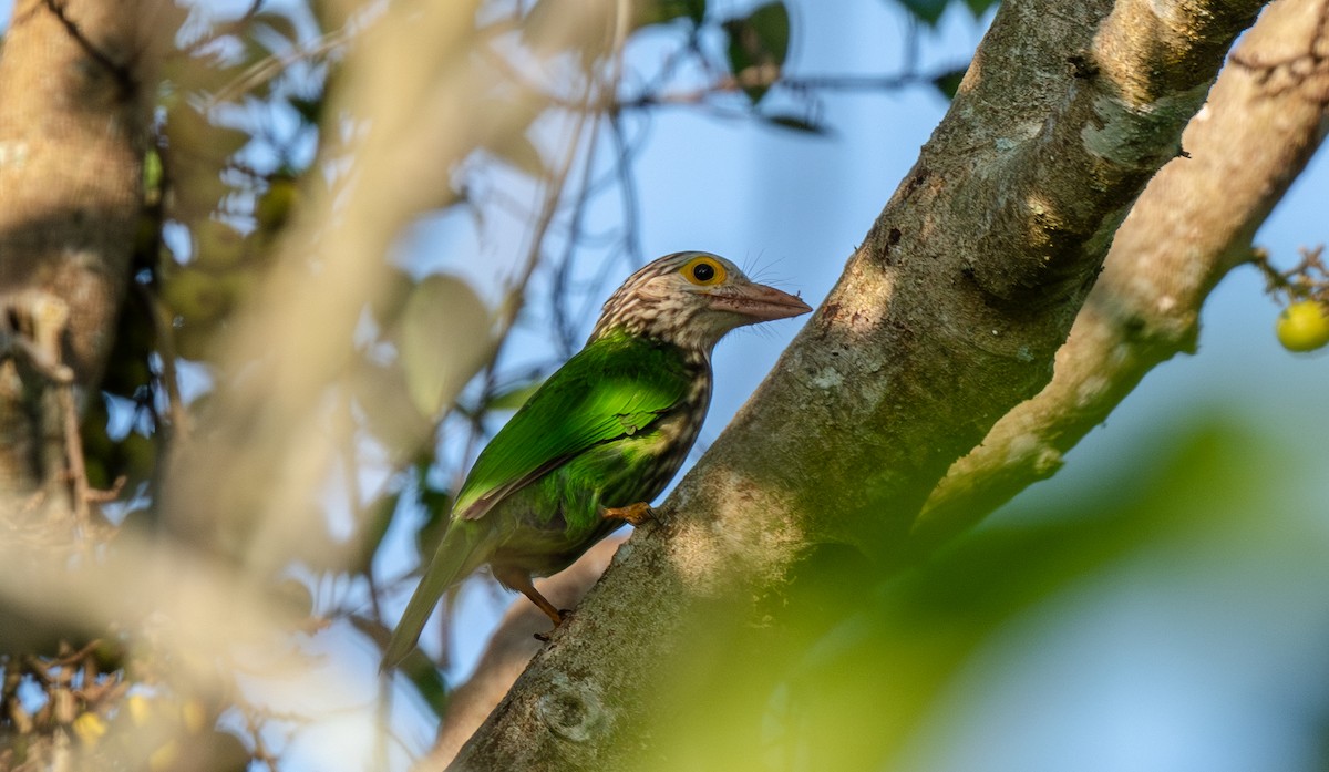 シロボシオオゴシキドリ - ML646761827