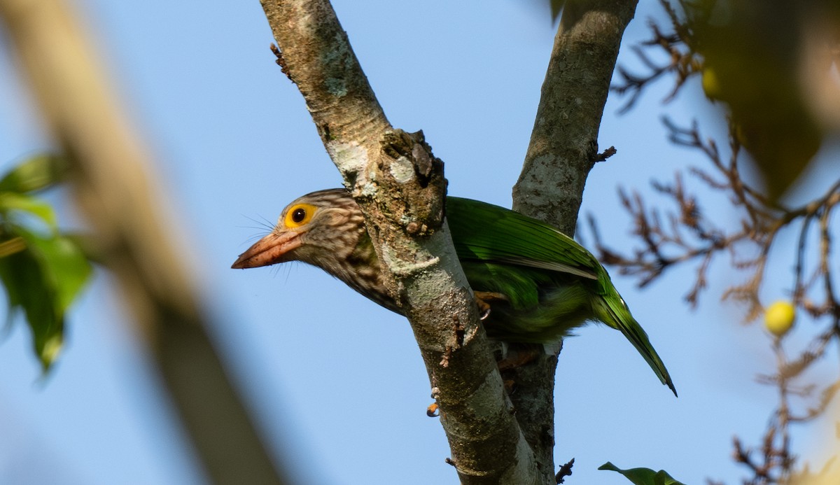 シロボシオオゴシキドリ - ML646761828