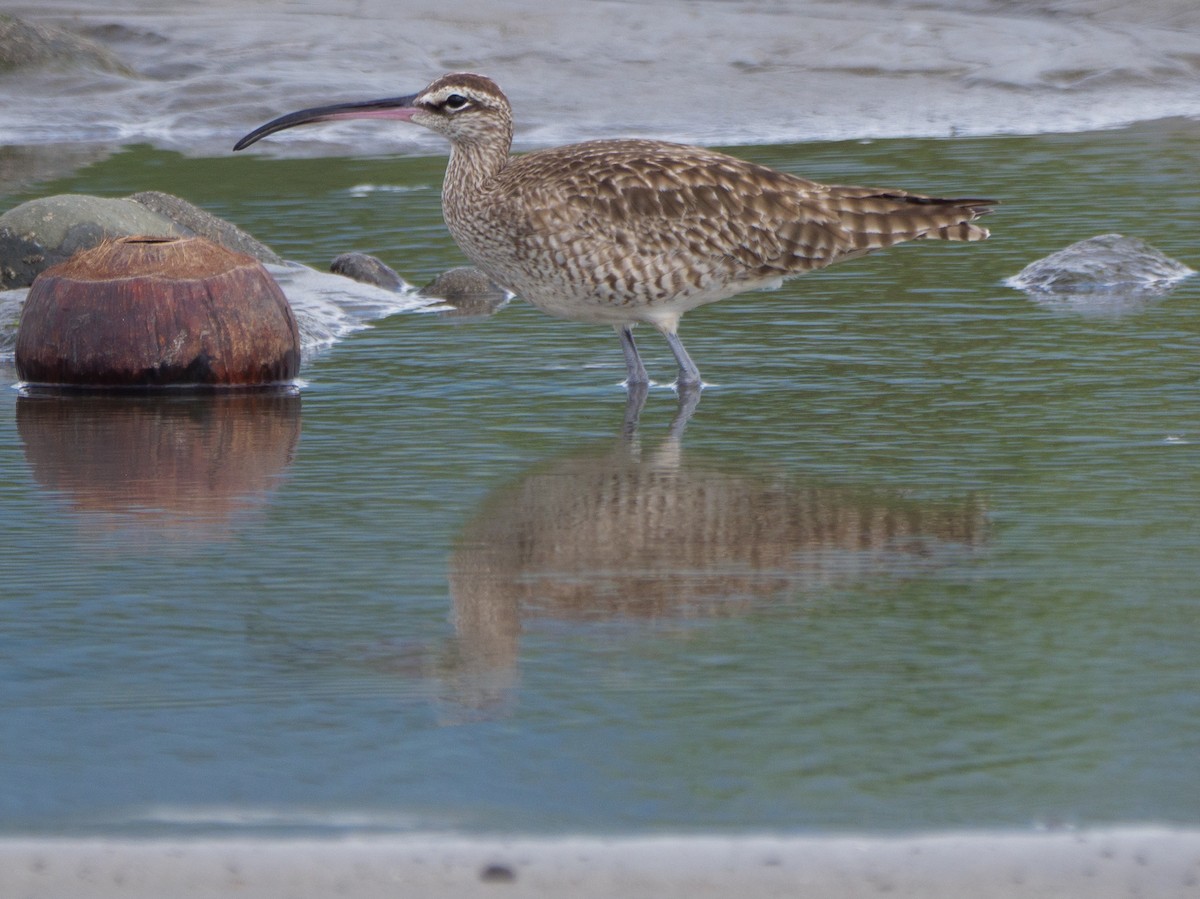 アメリカチュウシャクシギ - ML646761831