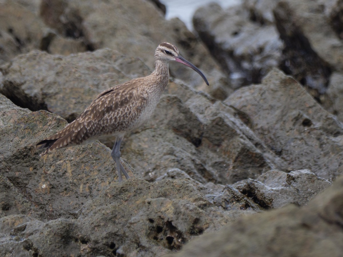 アメリカチュウシャクシギ - ML646761832