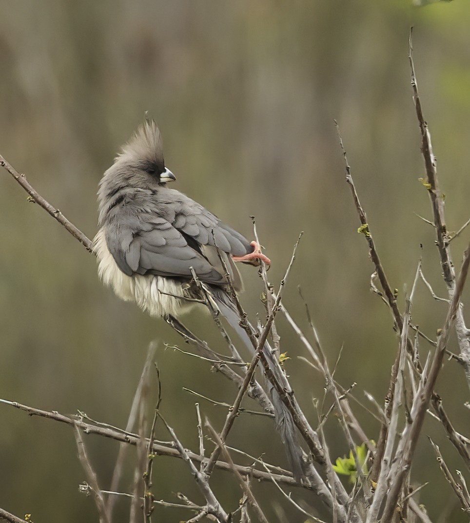 White-backed Mousebird - ML646761838