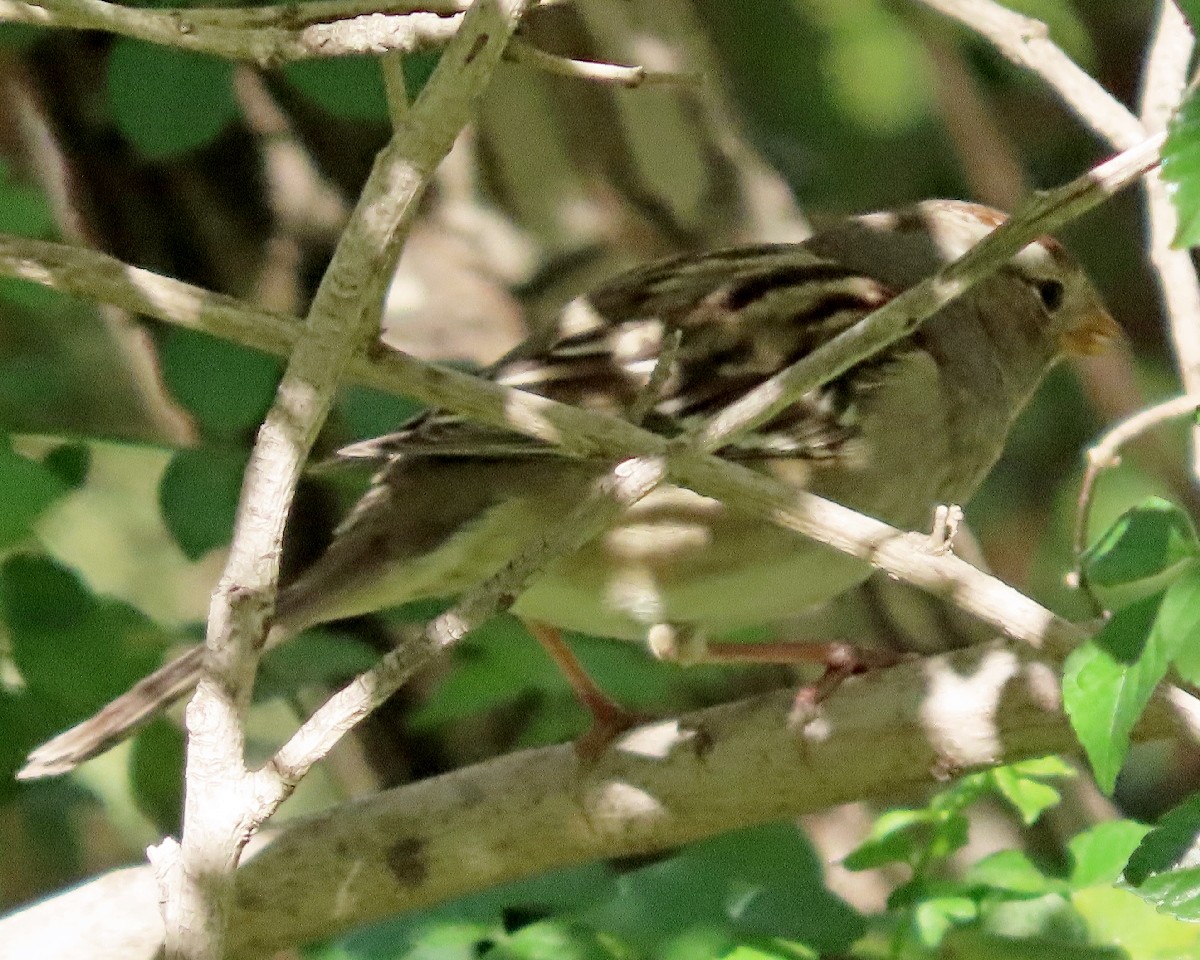 White-crowned Sparrow - ML646761839