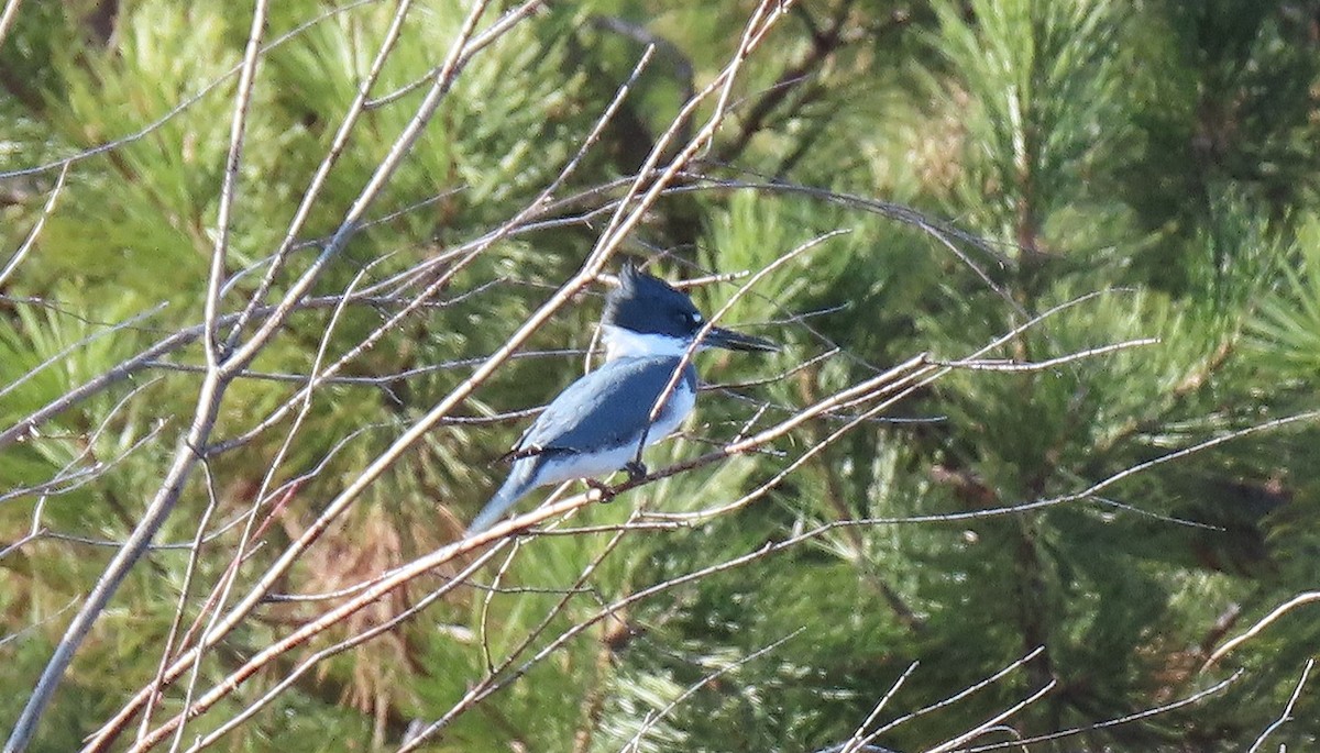 Belted Kingfisher - ML646761841