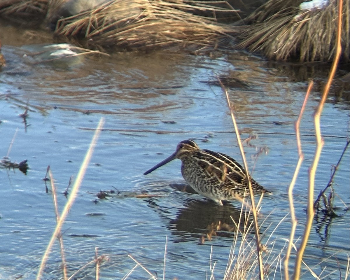 Wilson's Snipe - ML646761844