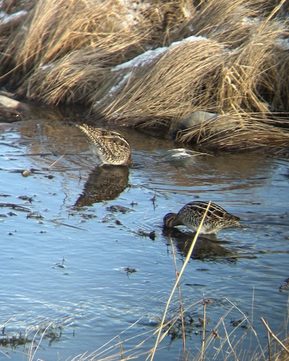 Wilson's Snipe - ML646761845