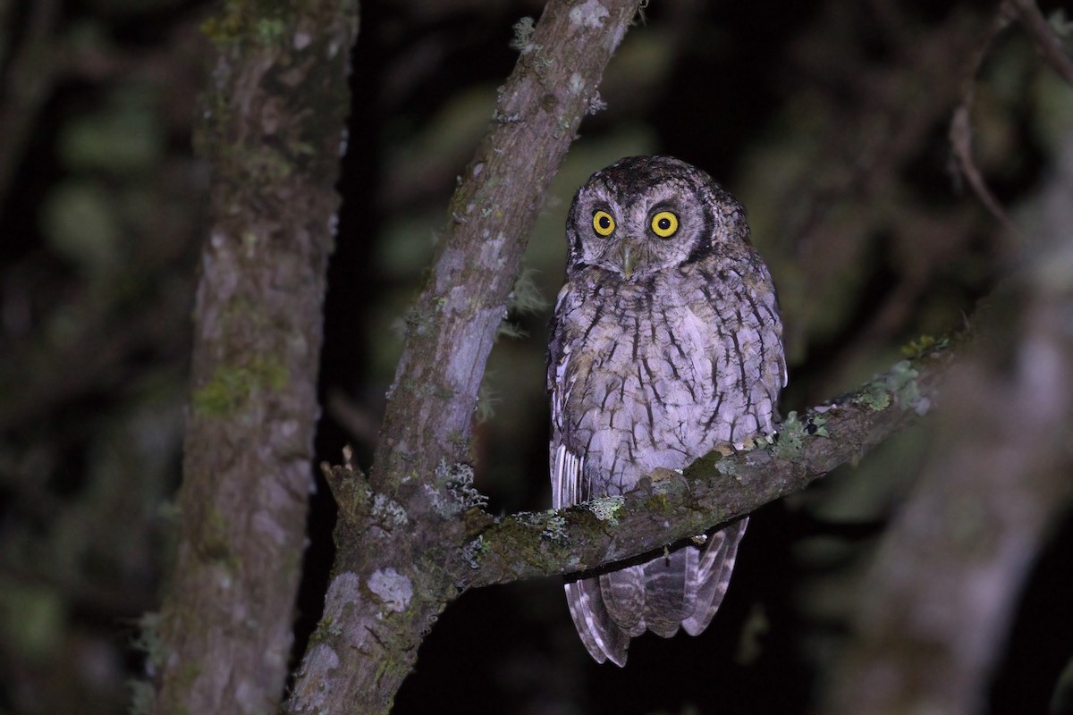 Koepcke's Screech-Owl (Koepcke's) - ML646761847