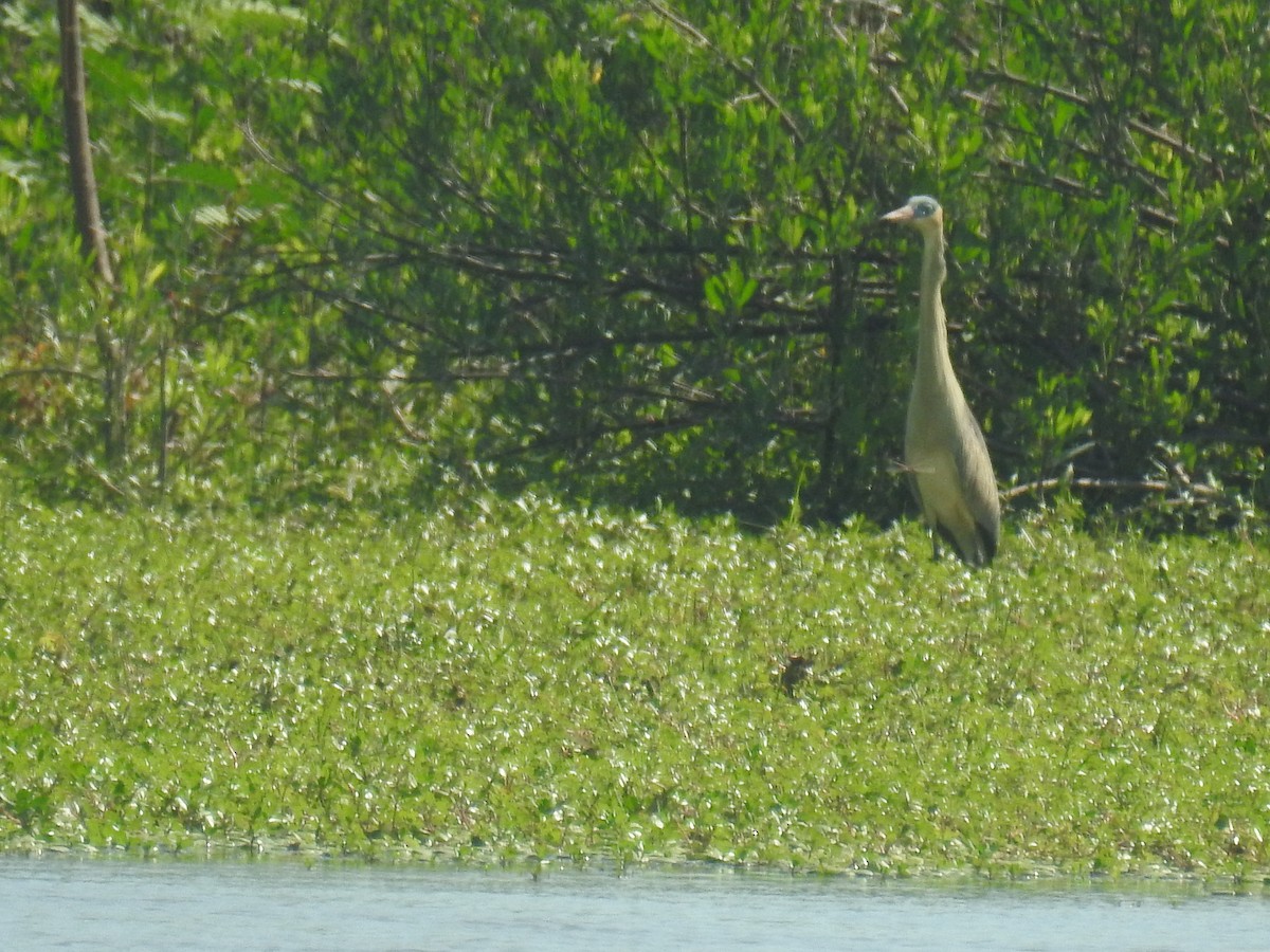 キムネゴイ - ML646761849