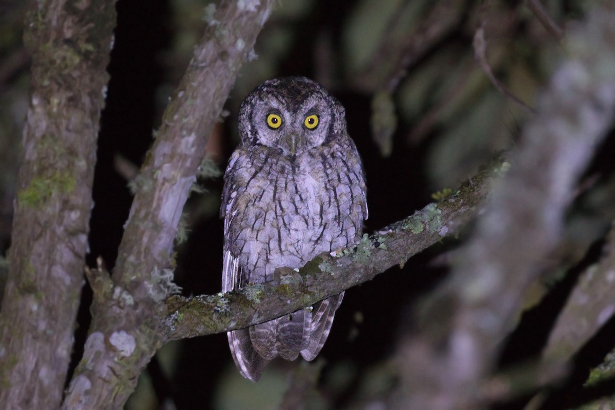 Koepcke's Screech-Owl (Koepcke's) - ML646761858