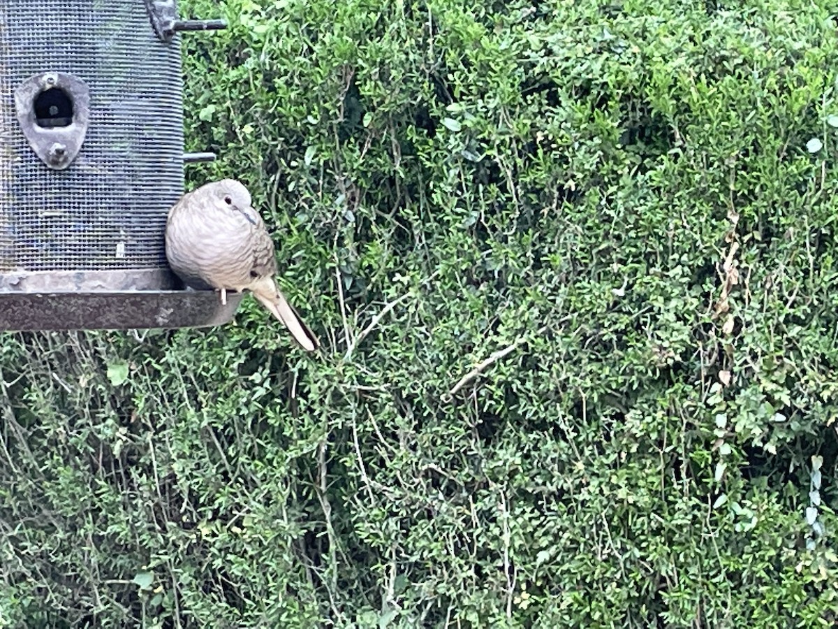 Inca Dove - ML646761863