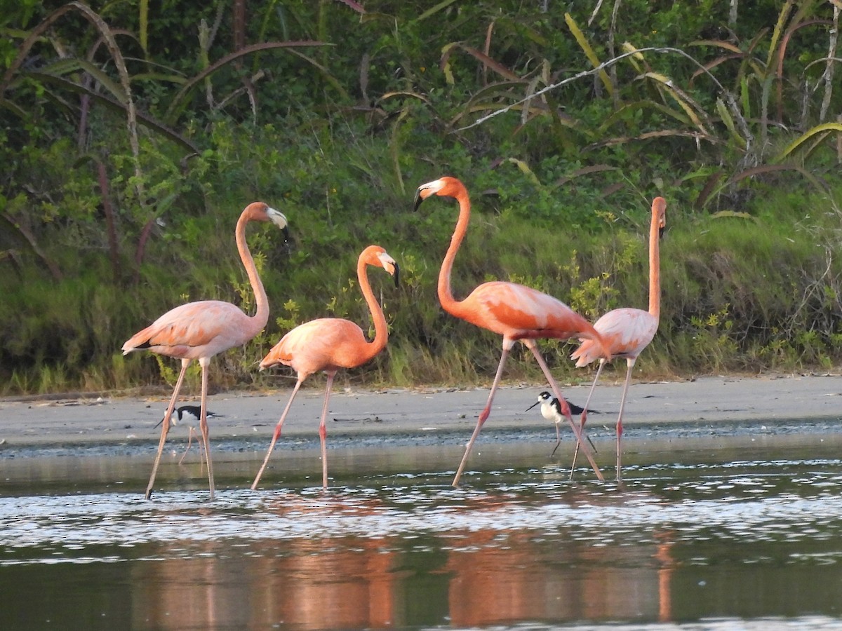 Красный фламинго - ML646761864