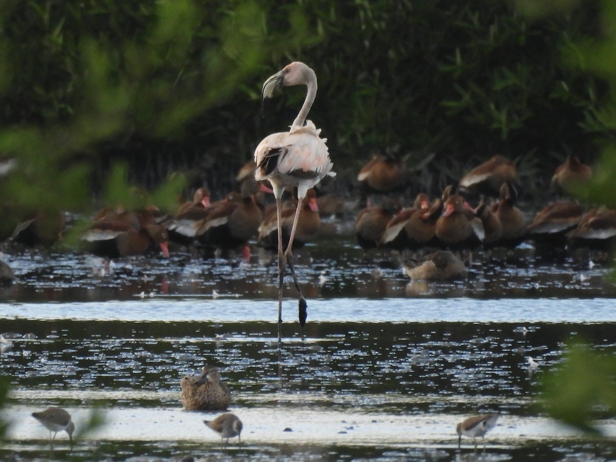 Красный фламинго - ML646761865