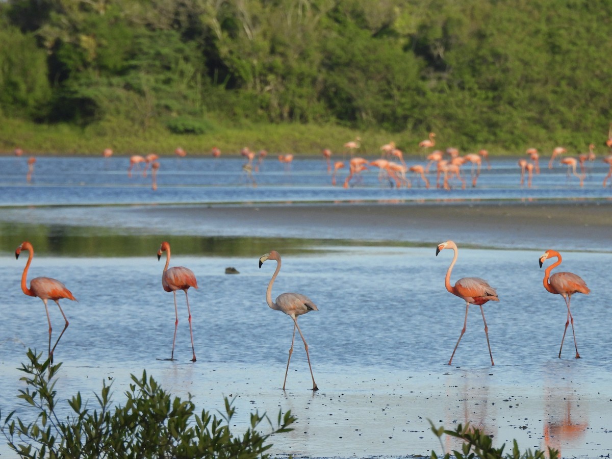 Красный фламинго - ML646761866