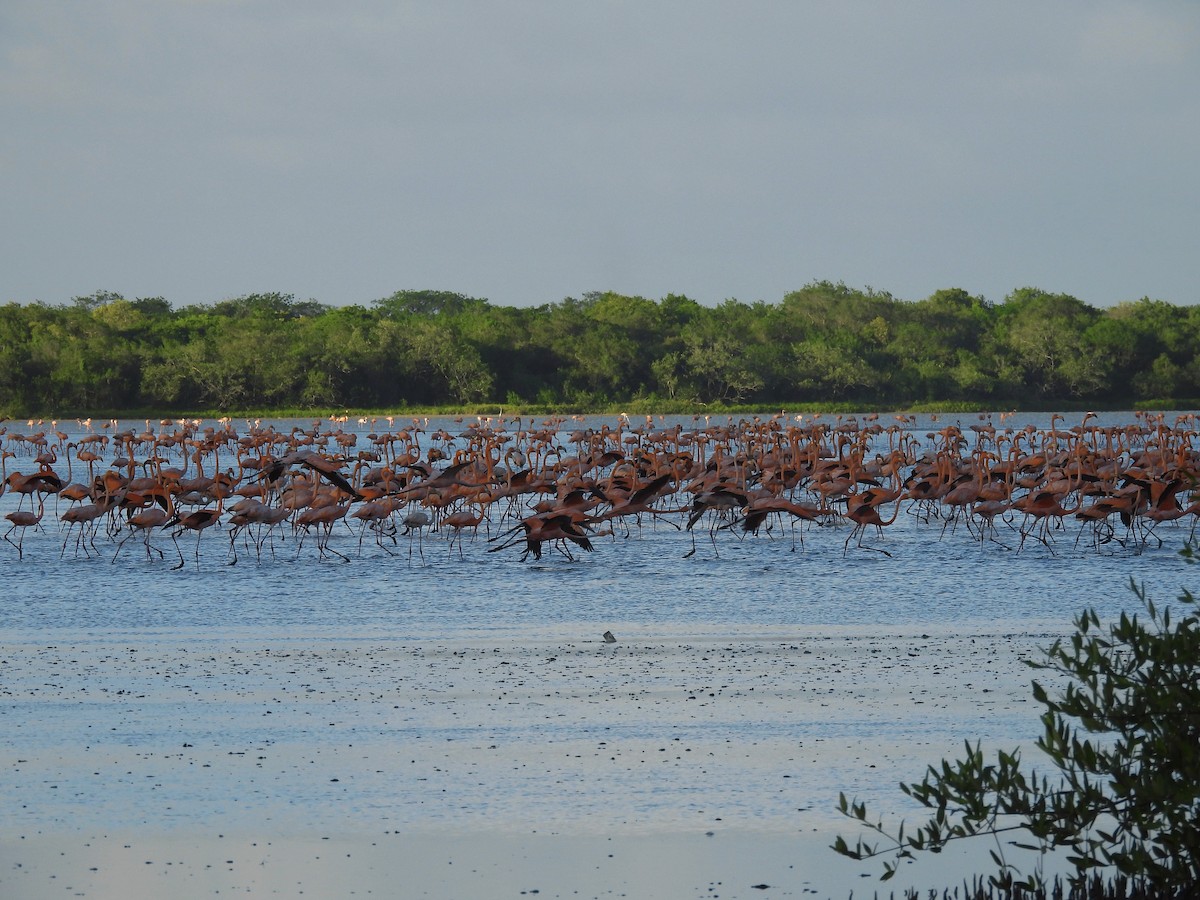 Красный фламинго - ML646761867