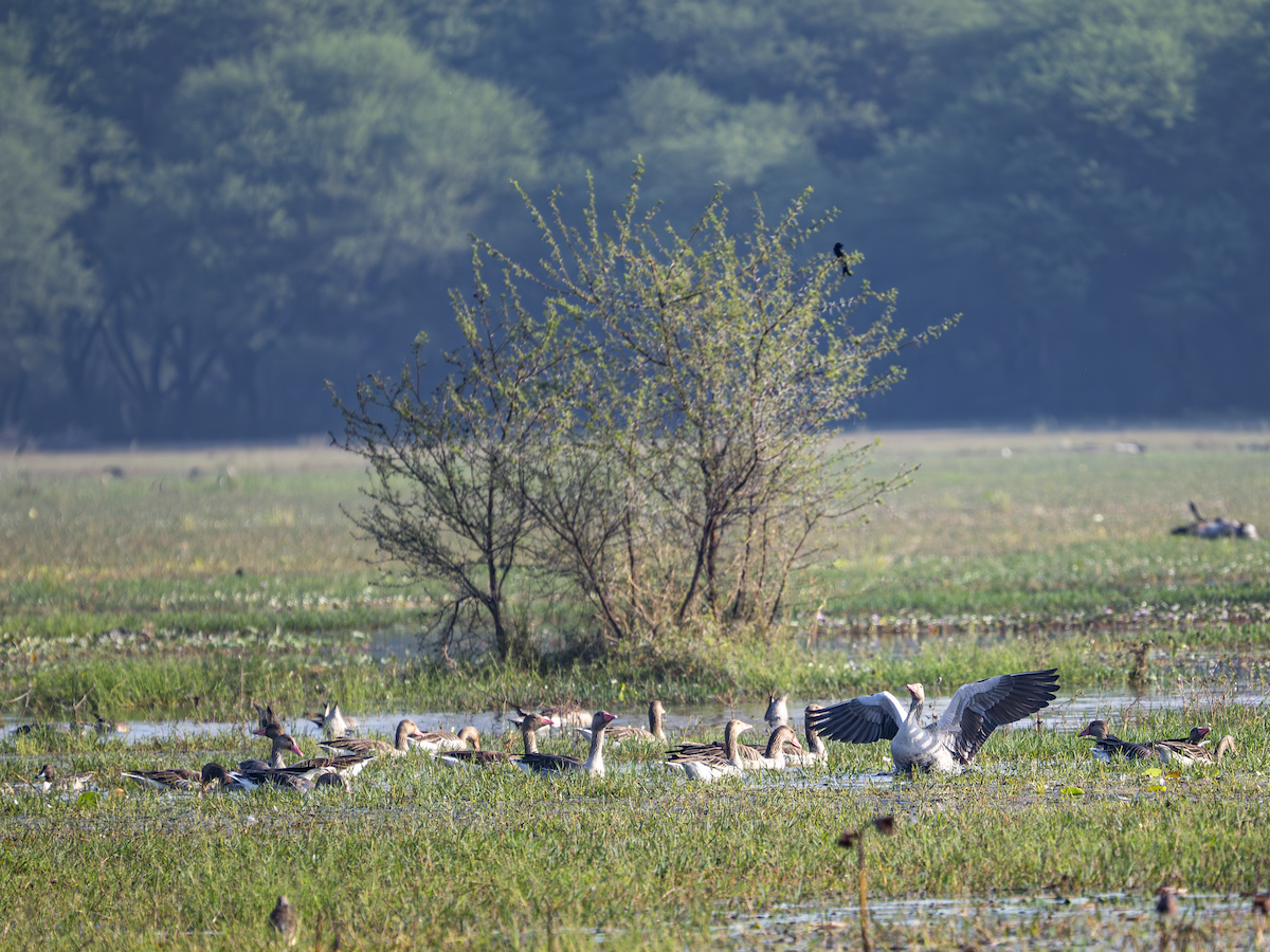 Oie cendrée - ML646761875