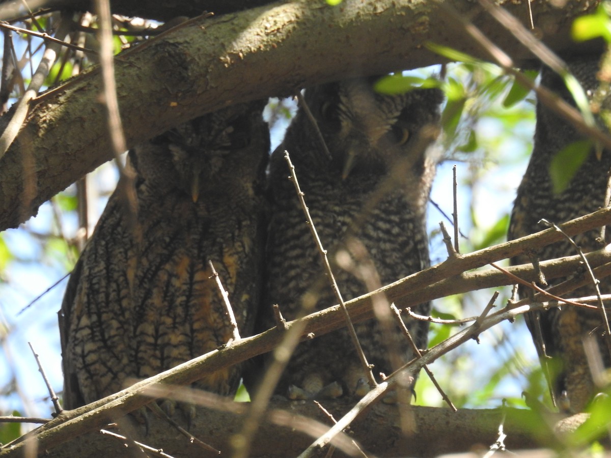 スピックスコノハズク - ML646761882