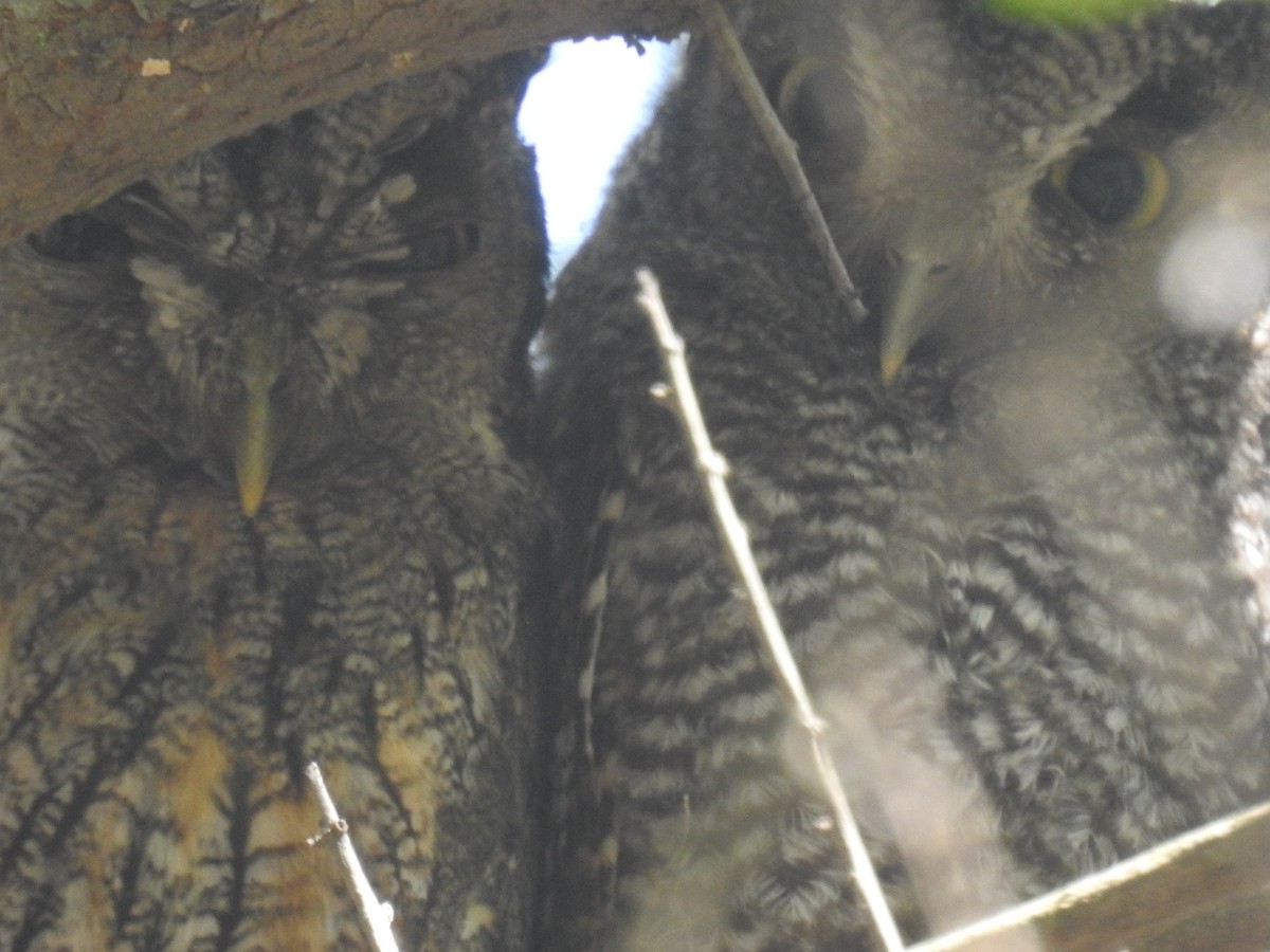 スピックスコノハズク - ML646761883