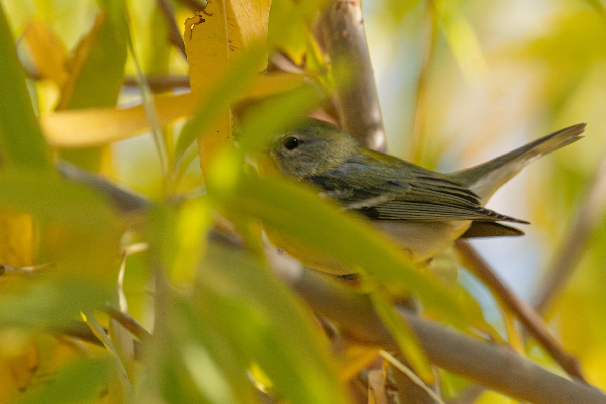 Northern Parula - ML646761888