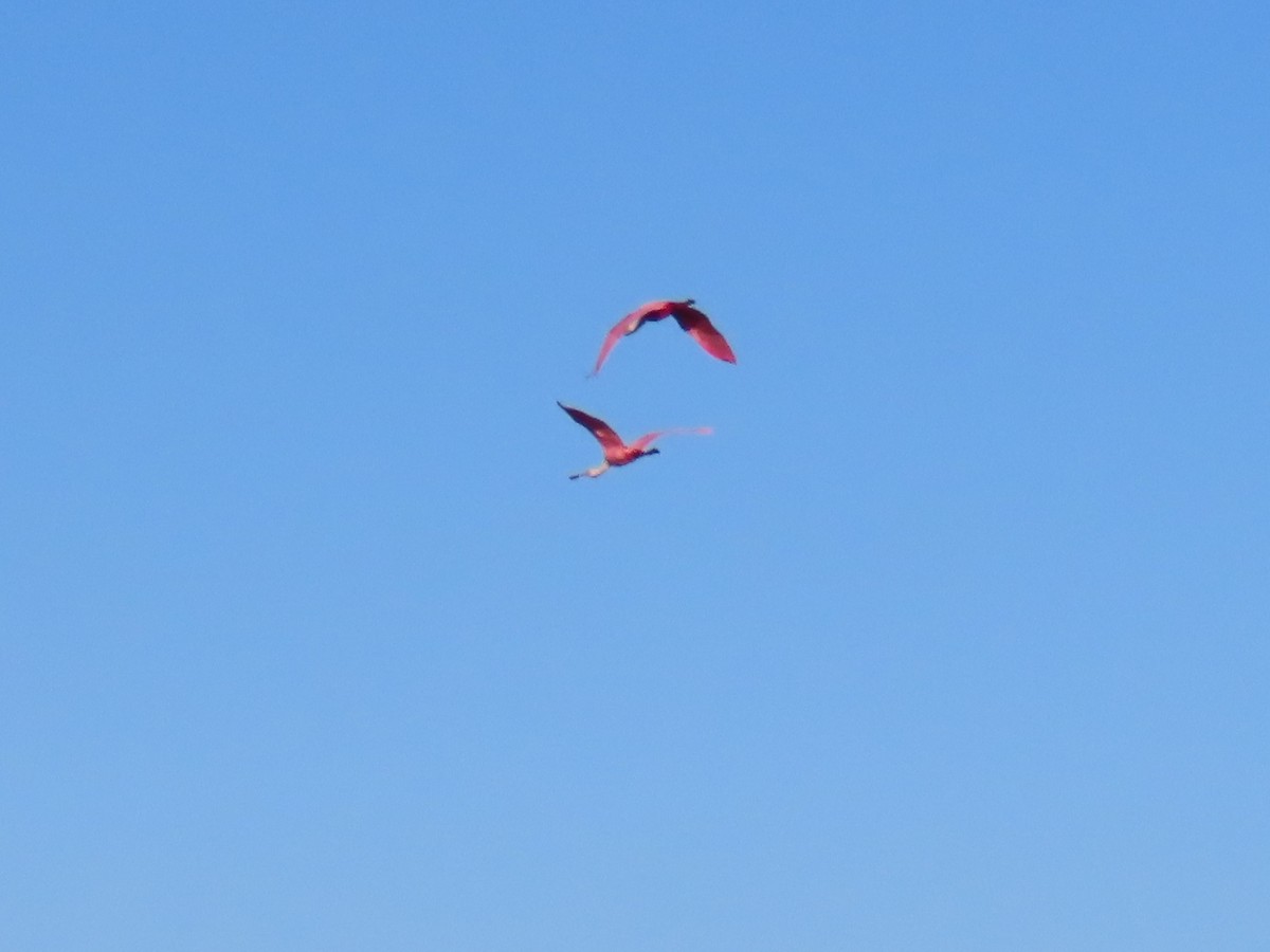 Rosalöffler - ML646761896