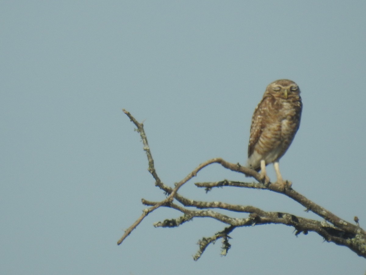 アナホリフクロウ - ML646761904