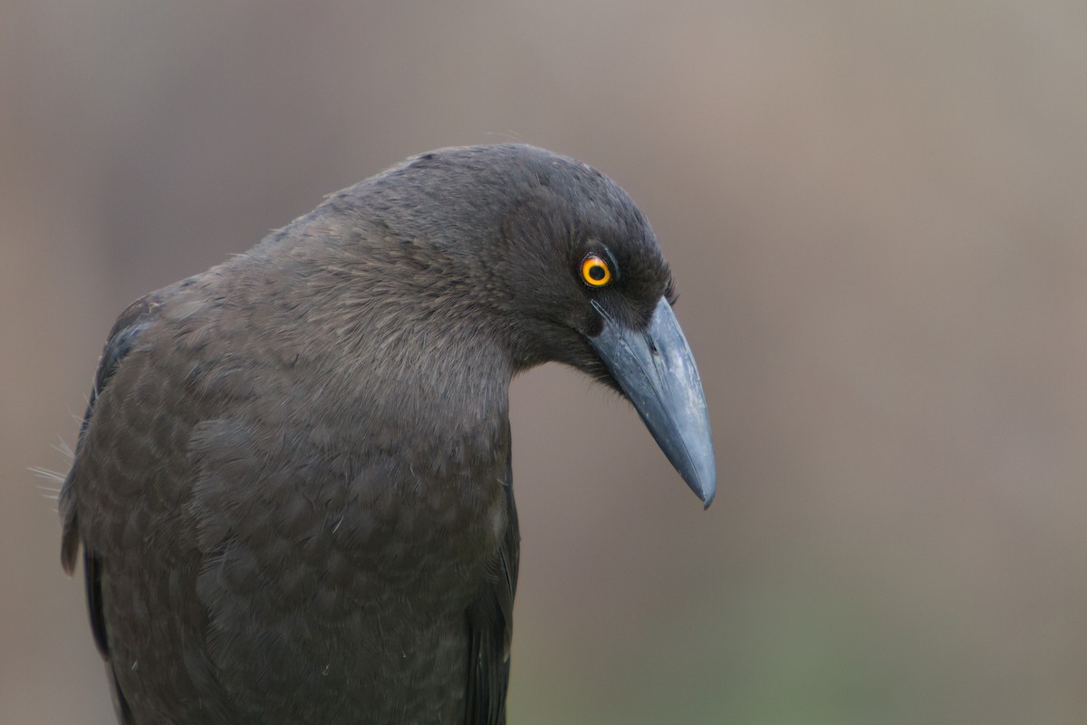 Black Currawong - ML646761906