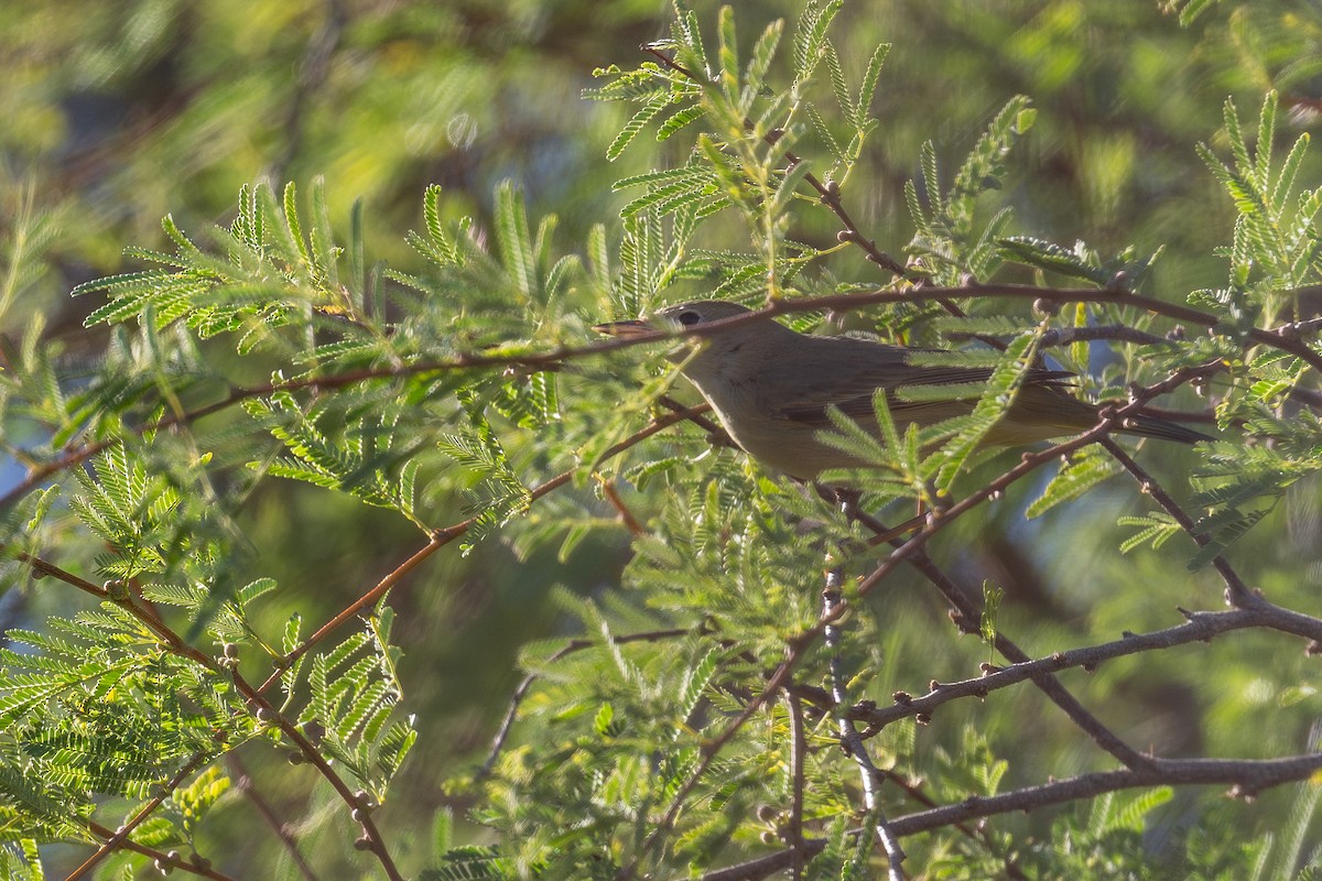 Northern Yellow Warbler - ML646761908