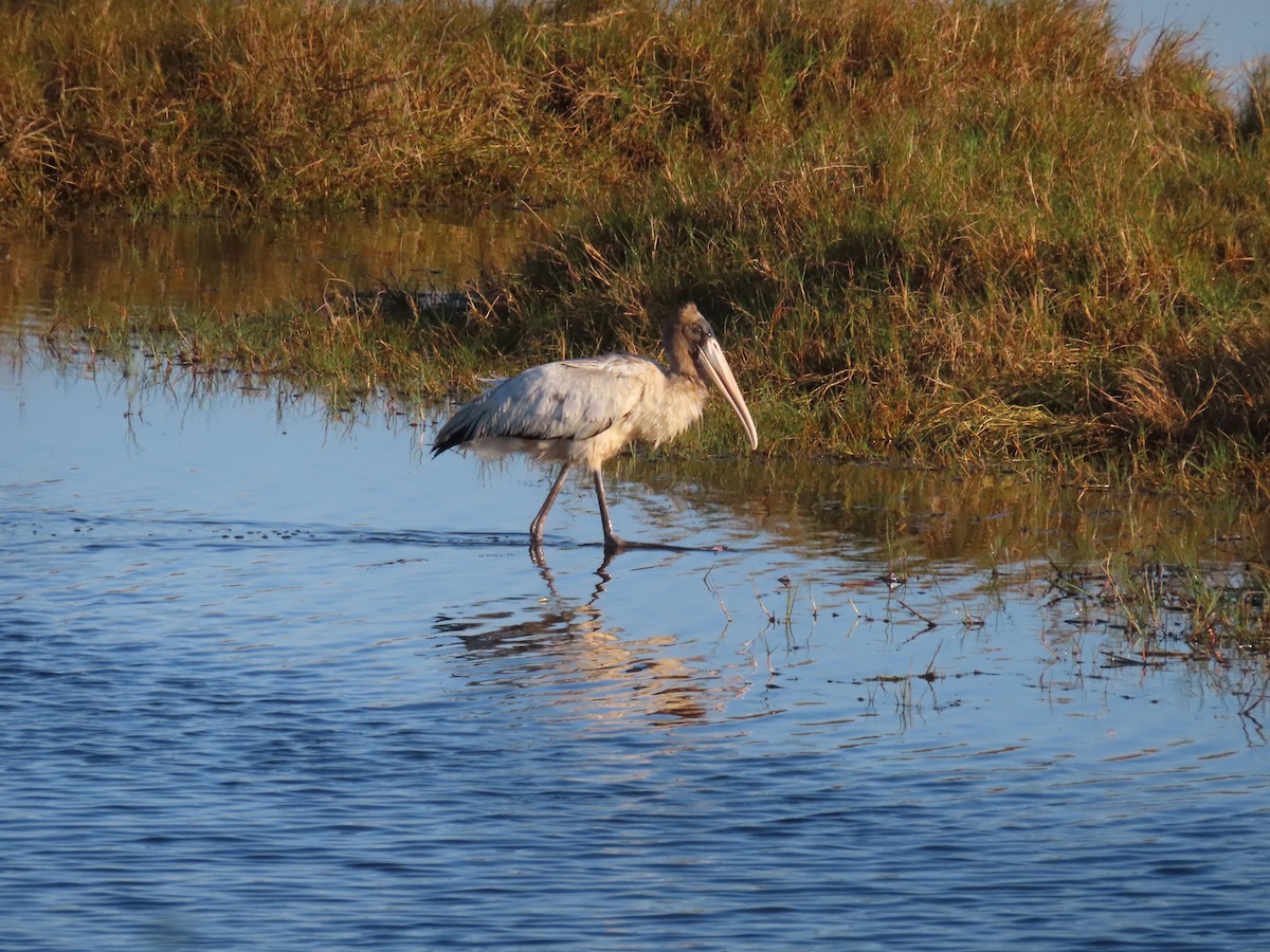 Kara Boyunlu Orman Leyleği - ML646761909
