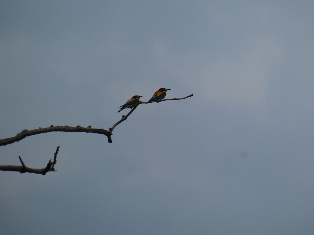 European Bee-eater - ML646761910