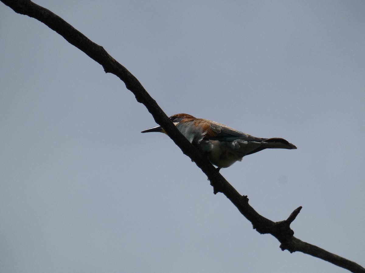 European Bee-eater - ML646761911