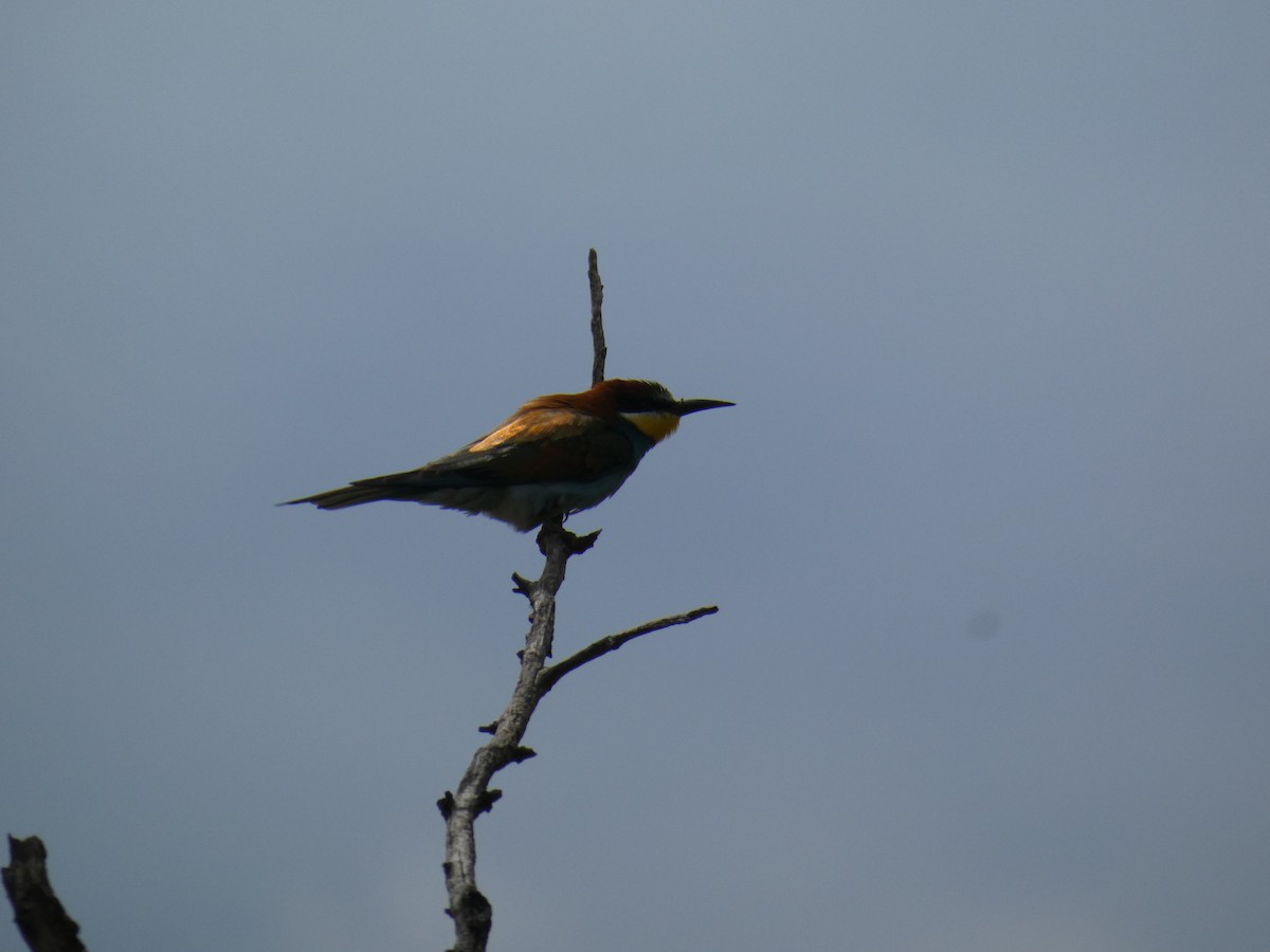 European Bee-eater - ML646761912