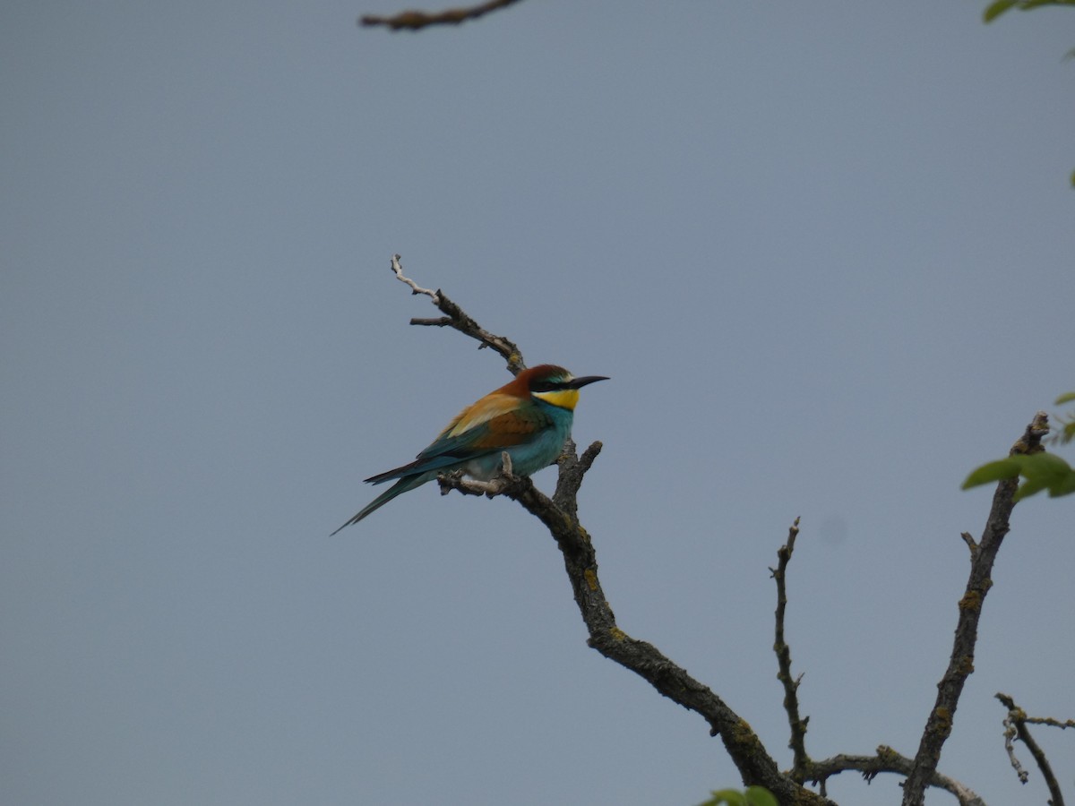 European Bee-eater - ML646761913
