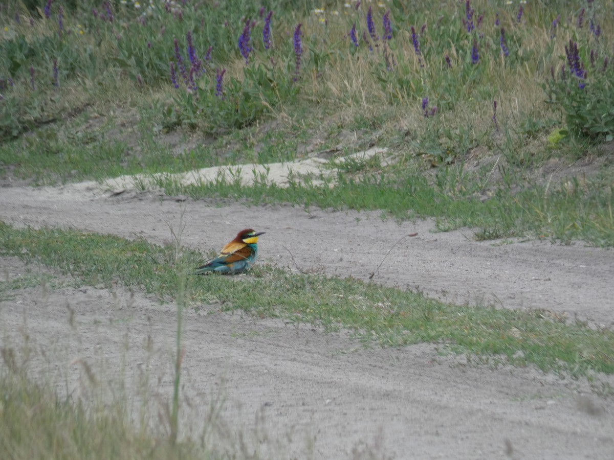 European Bee-eater - ML646761914