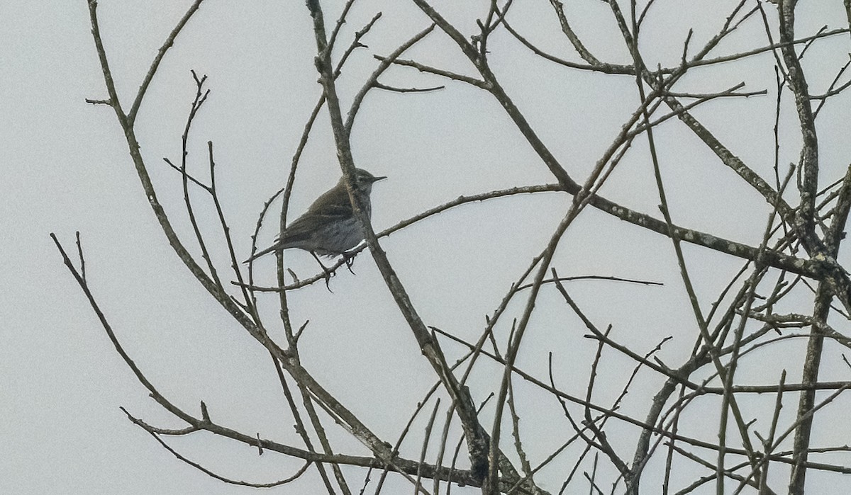 Щеврик гірський - ML646761916