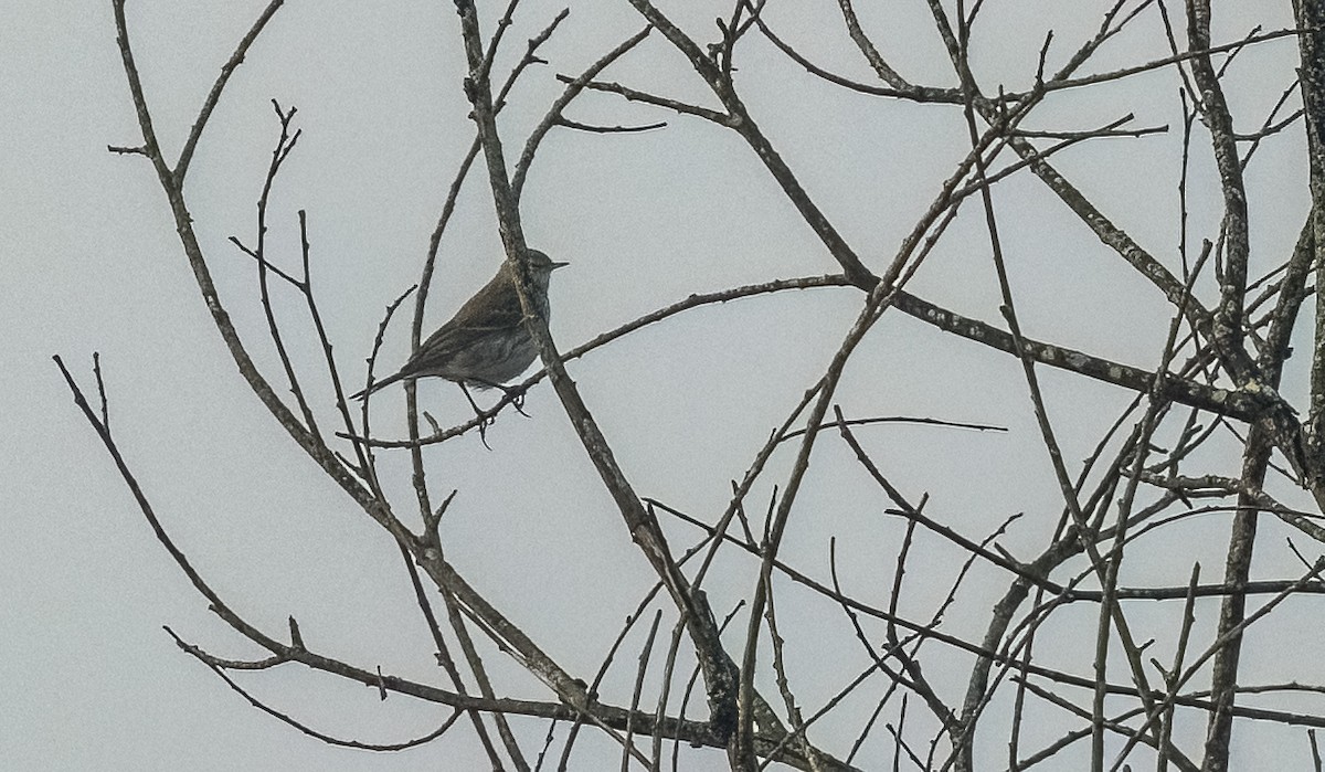 Щеврик гірський - ML646761917