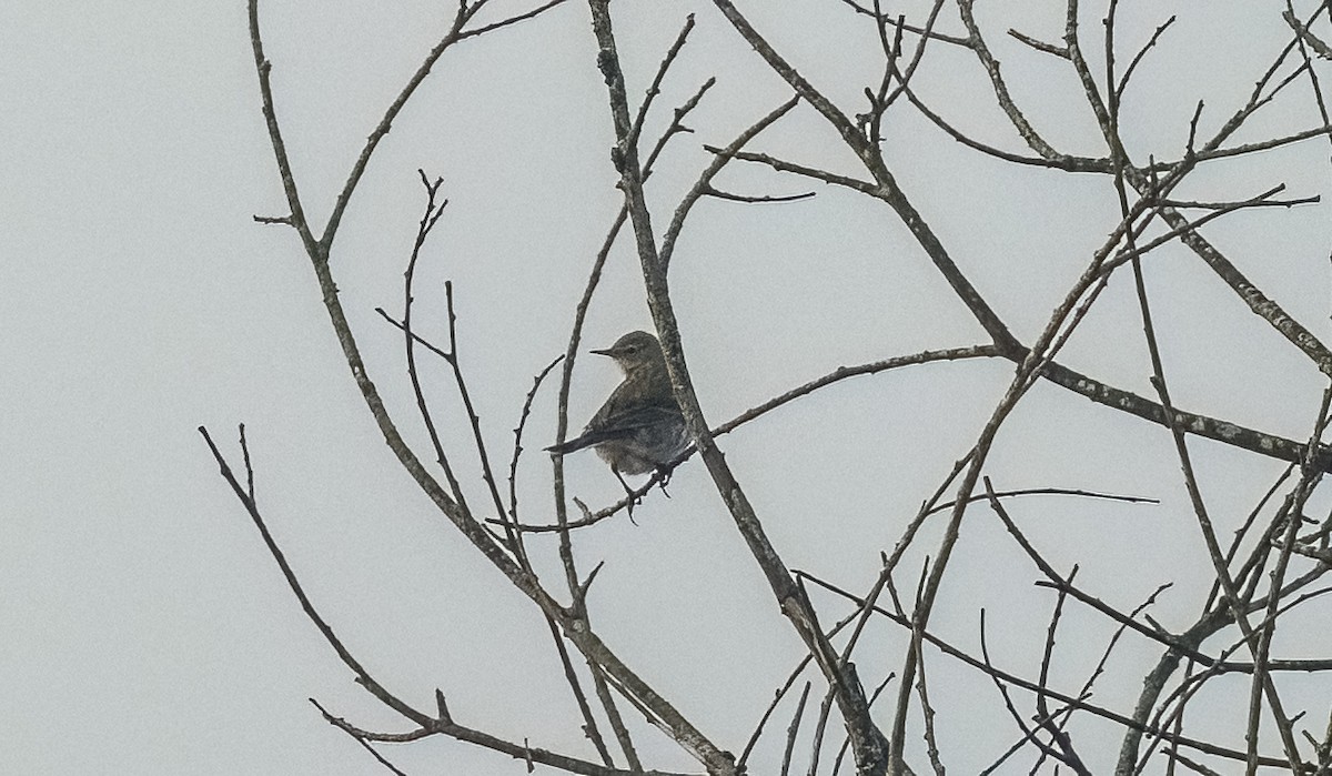 Щеврик гірський - ML646761919