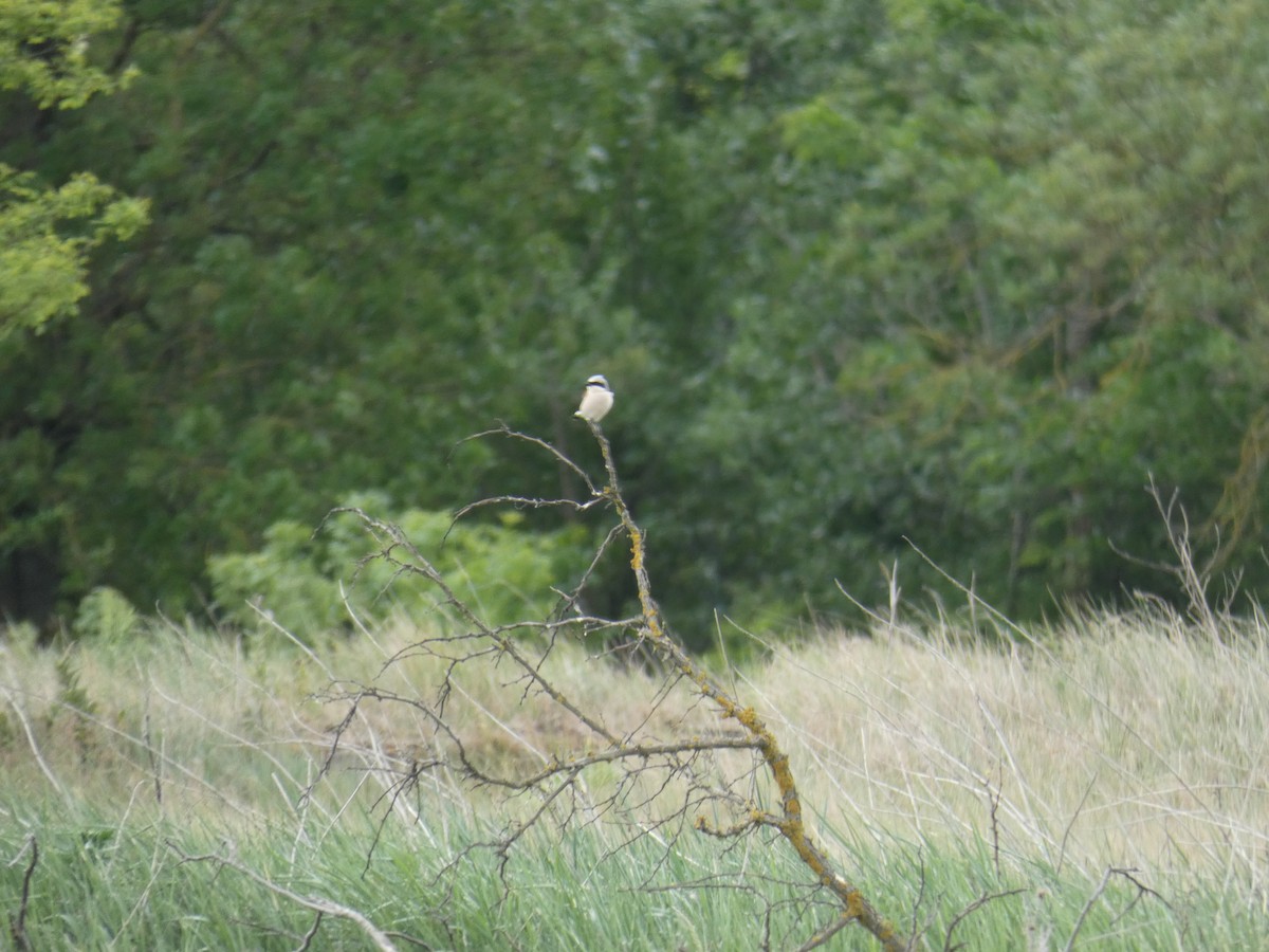 Alcaudón Dorsirrojo - ML646761920