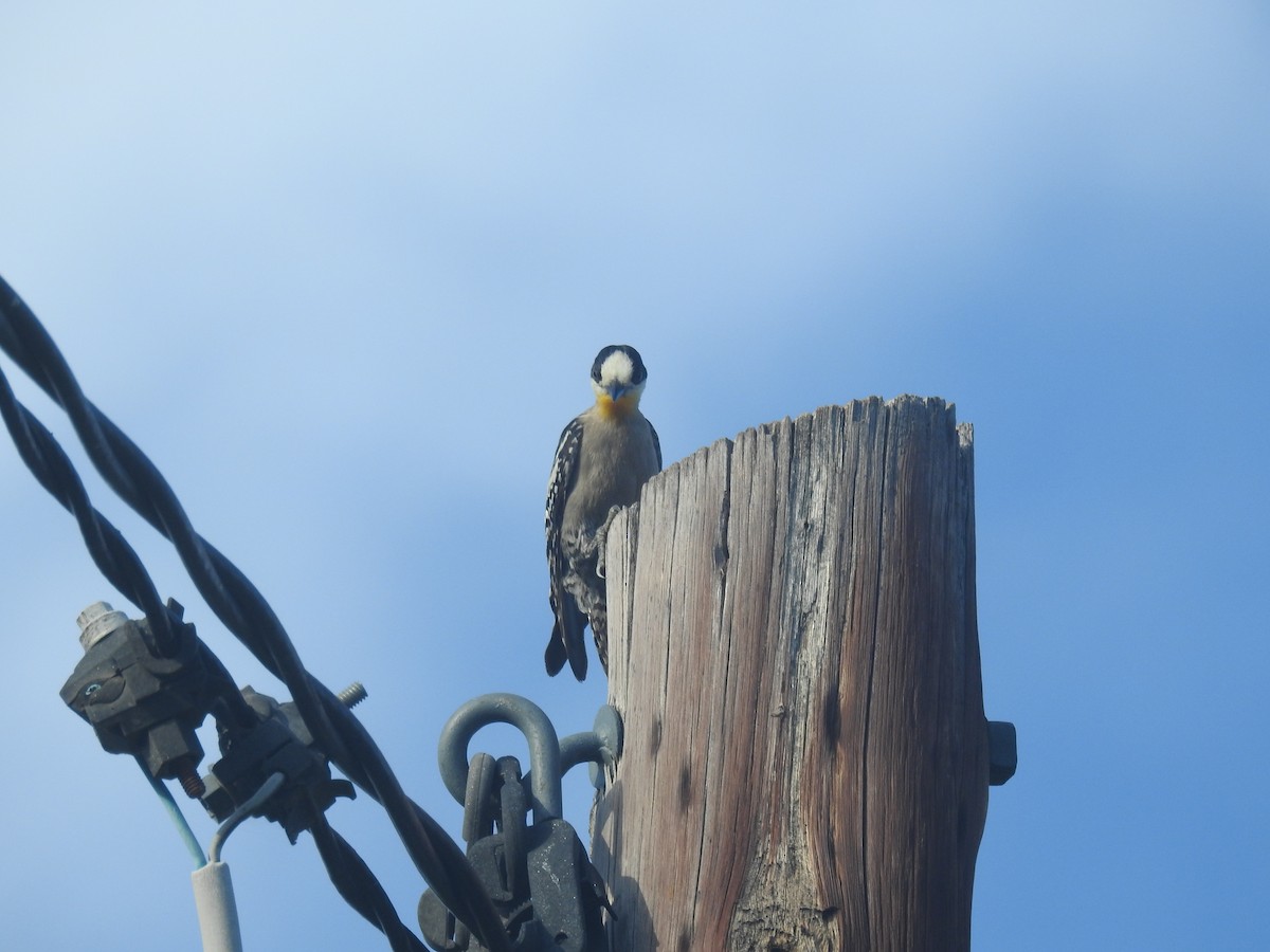 サボテンゲラ - ML646761921