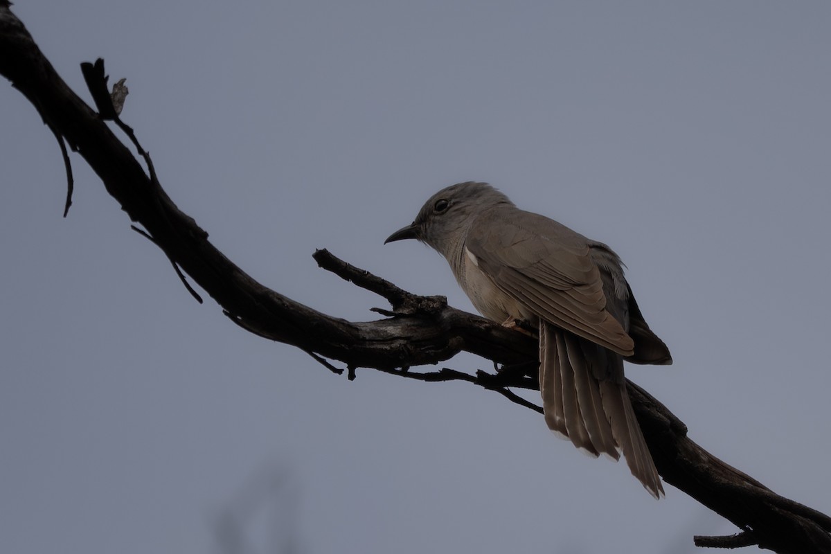 Coucou des buissons - ML646761922