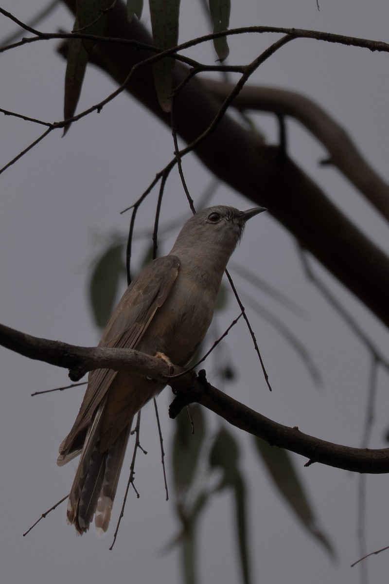 Coucou des buissons - ML646761923