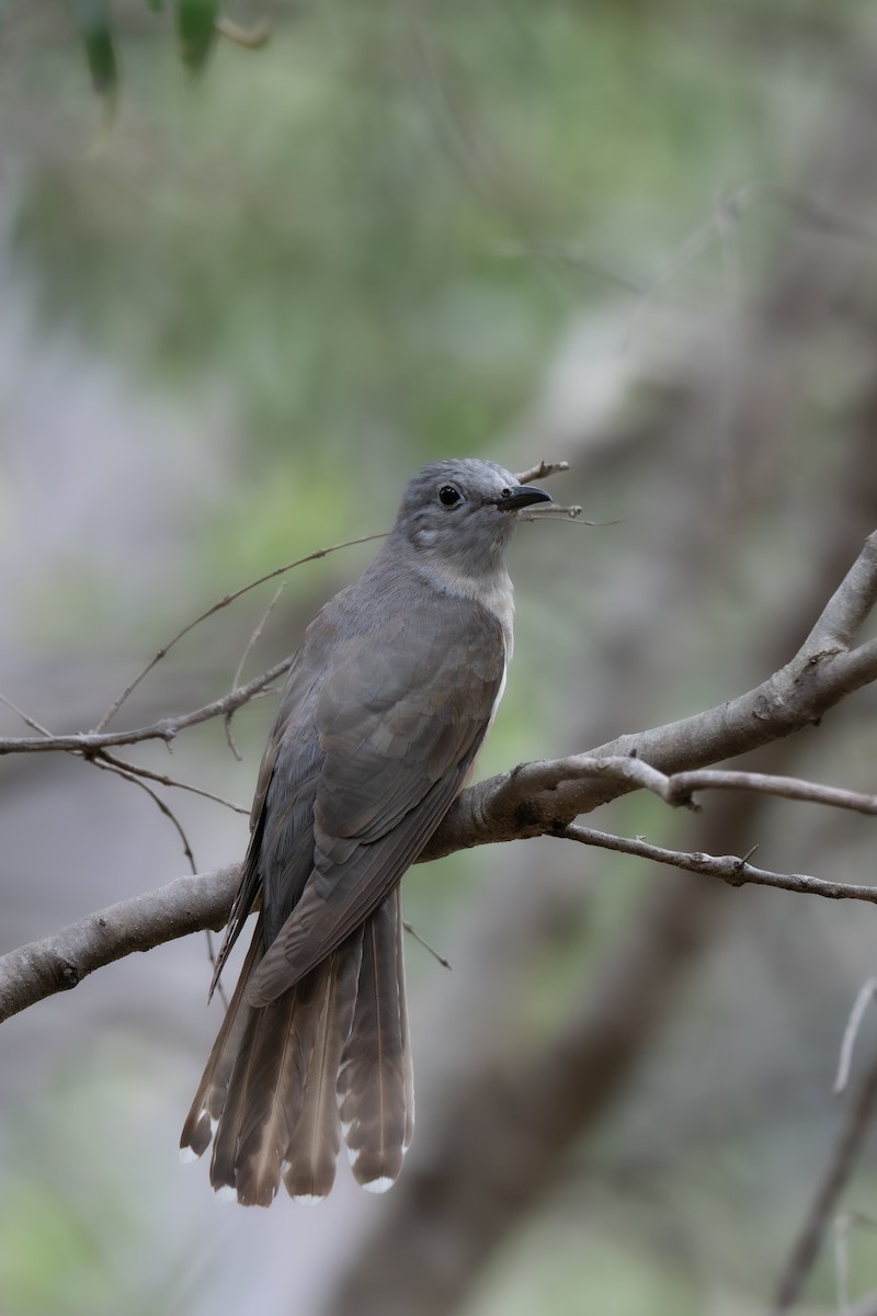 Coucou des buissons - ML646761924