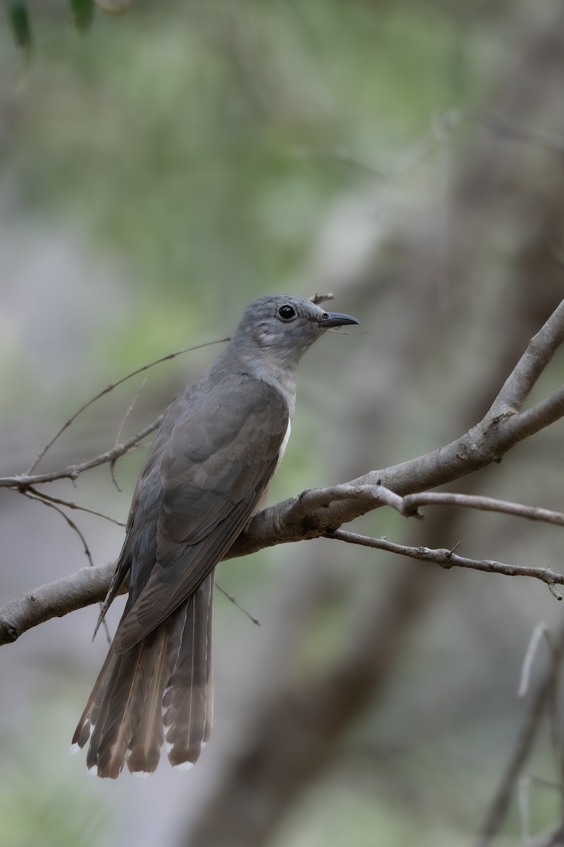 Coucou des buissons - ML646761925