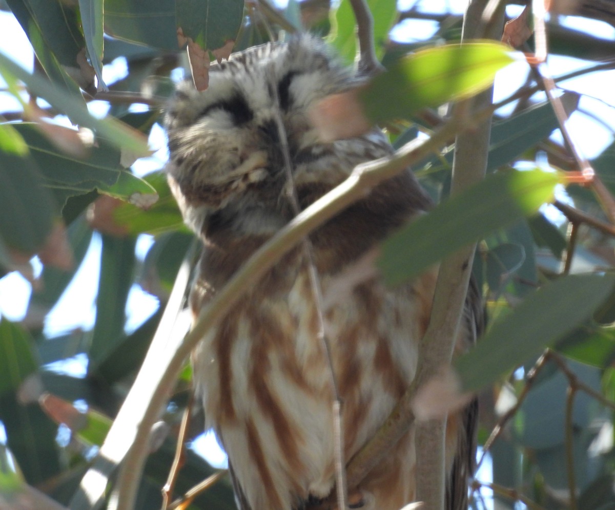 Сич північний - ML646761928