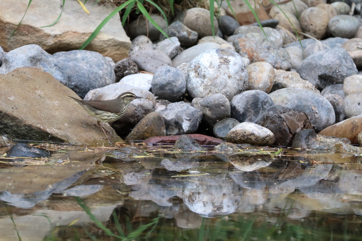Northern Waterthrush - ML646761935