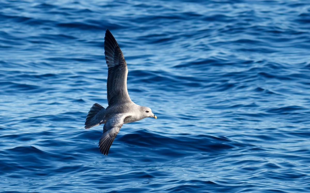 havhest - ML646761936