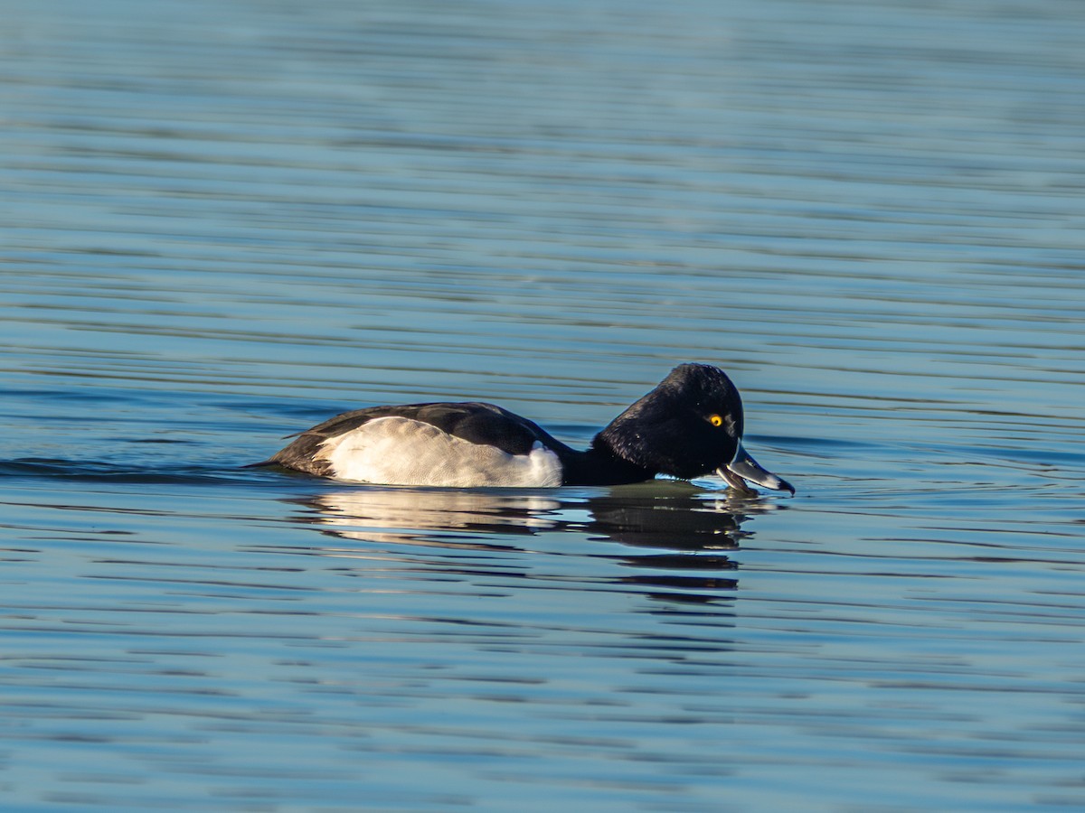 Ring-necked Duck - ML646761943