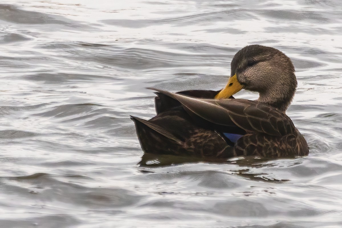 rødfotand - ML646761946